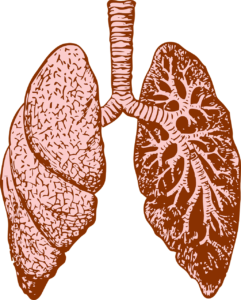 lunge , orgel , menschliche , diagramm , medizin , biologie , anatomie , wissenschaft , system , intern , gesundheitswesen , herz kreislauf , brust , atemwege , infografik , atmung , arzt , lappen , atmen , bronchien