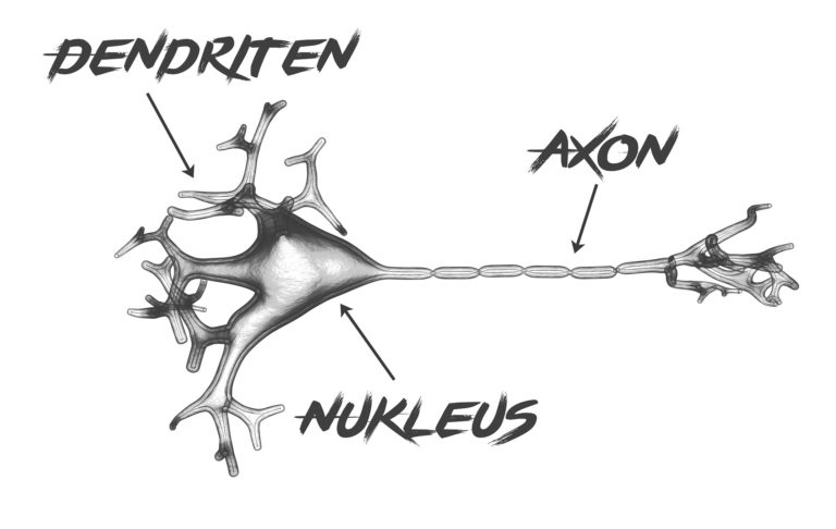 Axon Anatomie, Funktion, Beschwerden » Krank.de
