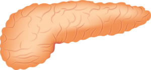 bauchspeicheldrüse Pankreas Organe Verdauungssystem Anatomie