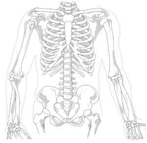 skelett , menschliche , diagramm , rückenschmerzen , wirbelsäule , rippe , brustkorb , anatomie , lendenwirbelsäule , knochen , anatomische , diagnose , x ray brustbein becken arme wirbelsäule