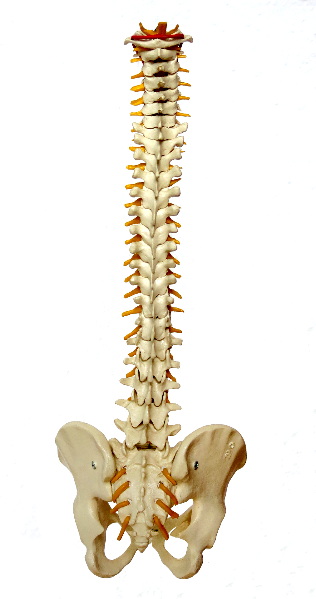 Kreuzbein Anatomie, Funktion, Beschwerden » Krank.de