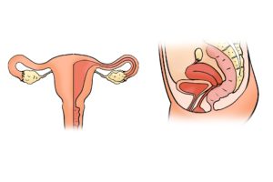 die gebärmutter , gebärmutter-form , die gebärmutter-modell, eierstock, eierstöcke, vagina, frau