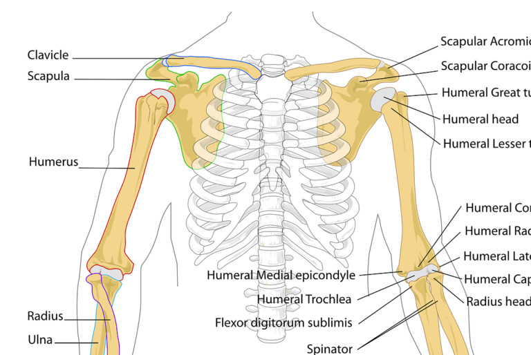 Schultergelenk Anatomie, Funktion, Beschwerden » Krank.de