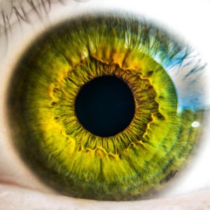 auge , augapfel , grün , vision , blick , netzhaut , sehvermögen , sehen , wimpern