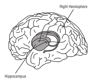 hippocampus , gehirn , anatomie , medizin