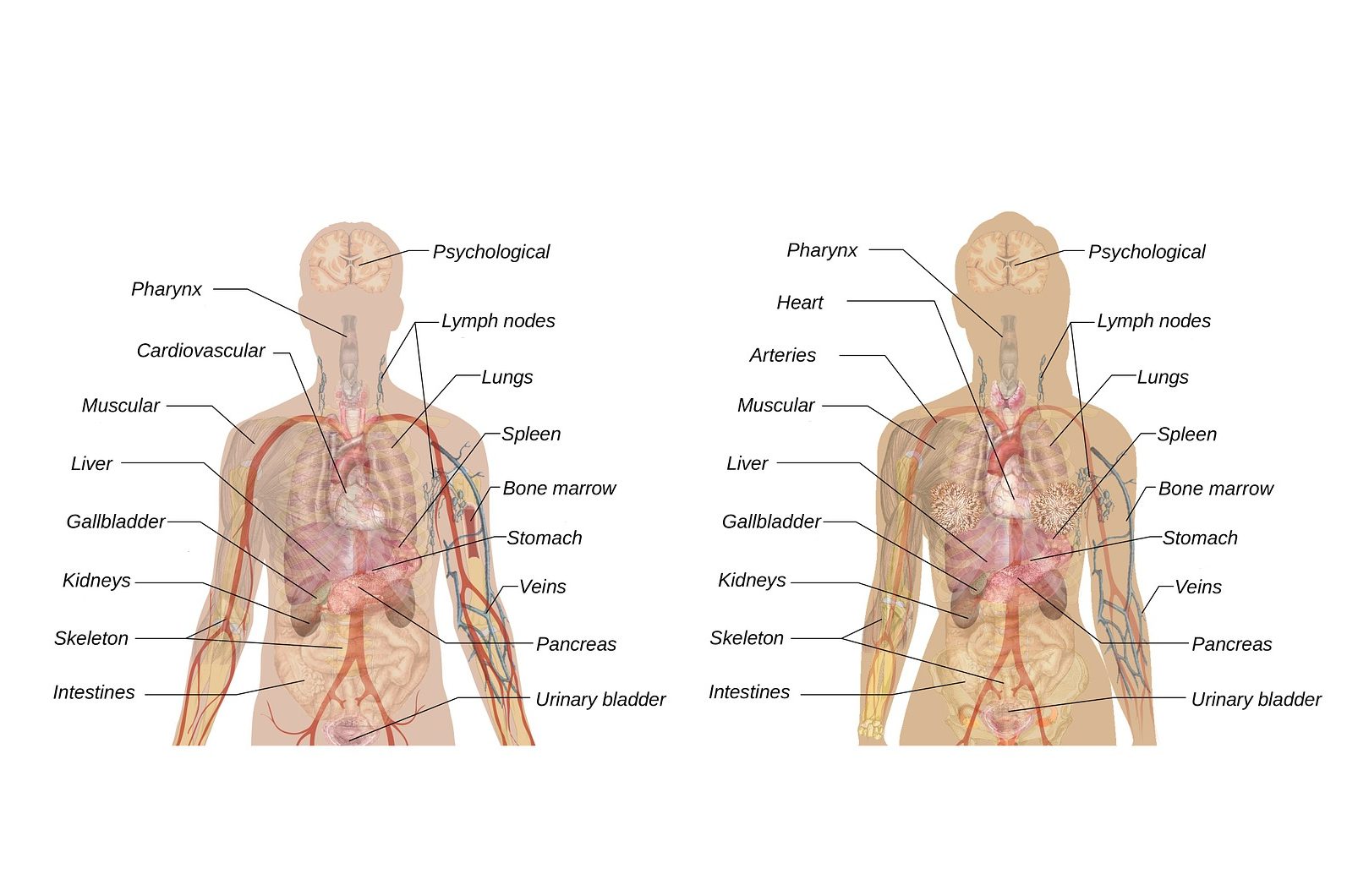 Органы под правой грудью. Что находится с левой стороны снизу. Что находится сбоку у человека. Органы с левой стороны под ребрами. Что находится в левом боку снизу.