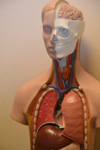 Anatomie, Lunge, Leber, Magen Bronchien, Atmung, atmen, Kopf, Schädel, Augen, Mund, Zähne, Adern, Venen, Aorta, Gehirn, Hormone, Knochen, Schilddrüse, Organe