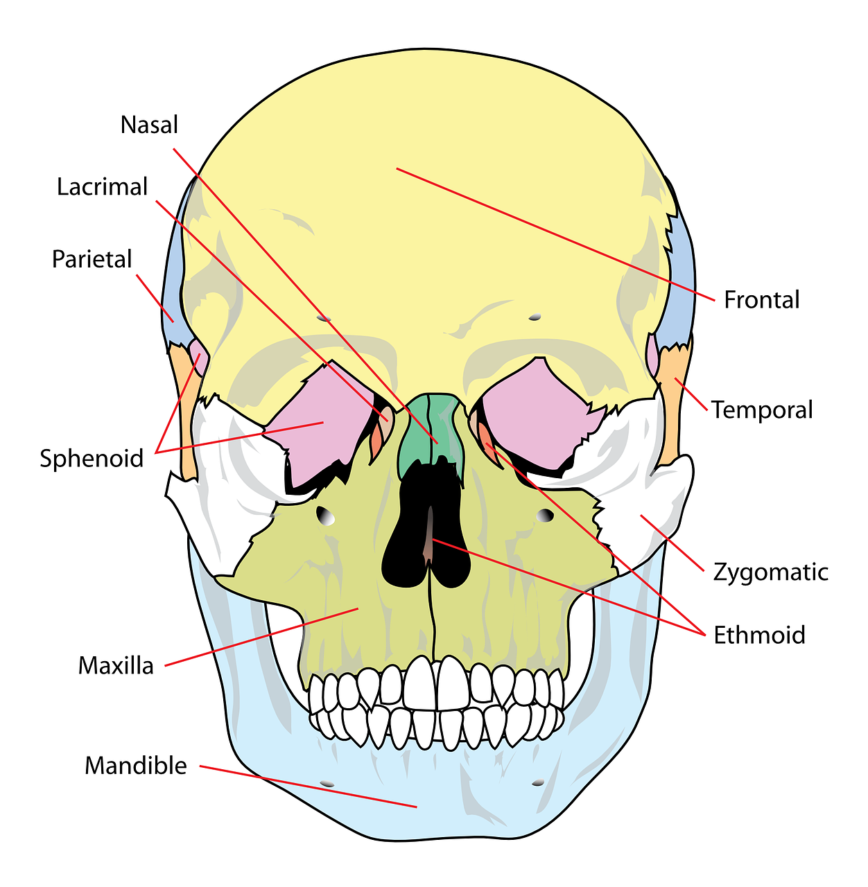 Jochbein - Anatomie, Funktion, Beschwerden » Krank.de