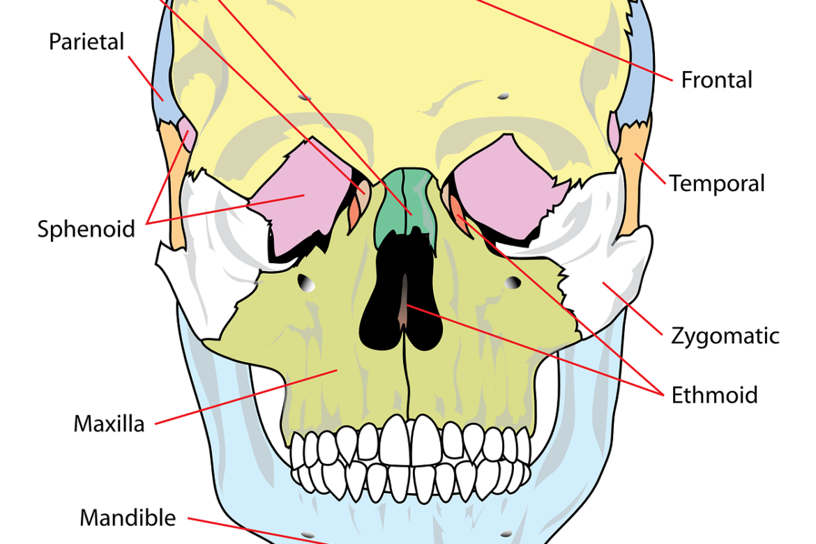 Чем можно объяснить легкость черепа. Строение черепа кости. Кости лицевого отдела черепа. Анатомия костей черепа человека. Кости лицевого отдела черепа анатомия.