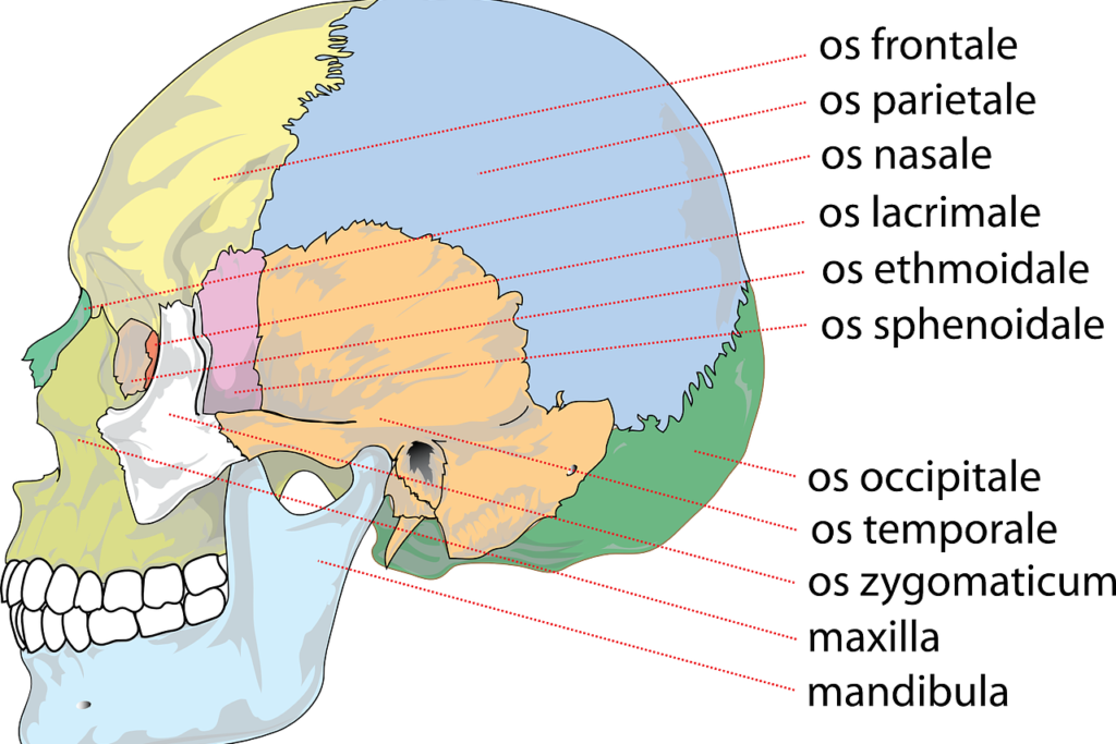 Schädel - Anatomie, Funktion, Beschwerden » Krank.de