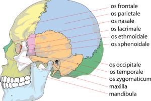 Schädel, Kopf, Nasennebenhöhlen, Knochen, Gebiss, Zähne, Nase, Mund, Augenhöhle