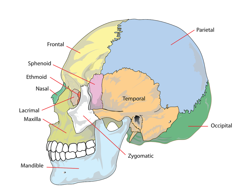Jochbein - Anatomie, Funktion, Beschwerden » Krank.de