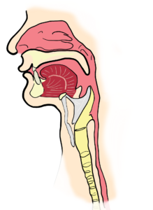 der kehlkopf , der pharynx , anatomie , menschlichen , menschliche , mund , sprache , die luftröhre , nasennebenhöhlen