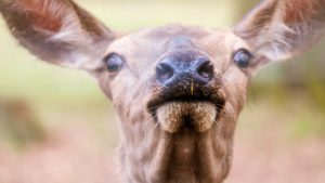 maul , schnauze , nasenlöcher , mund , nase , reh , riechen , blick , neugierig , rotwild , wild , tierpark , wildpark , wildgehege, pheromone