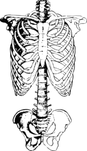 skelett , rippen , wirbelsäule, knochen, becken, brustbein, brustkorb