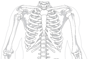 skelett , rippen , wirbelsäule, knochen, becken, brustbein, brustkorb