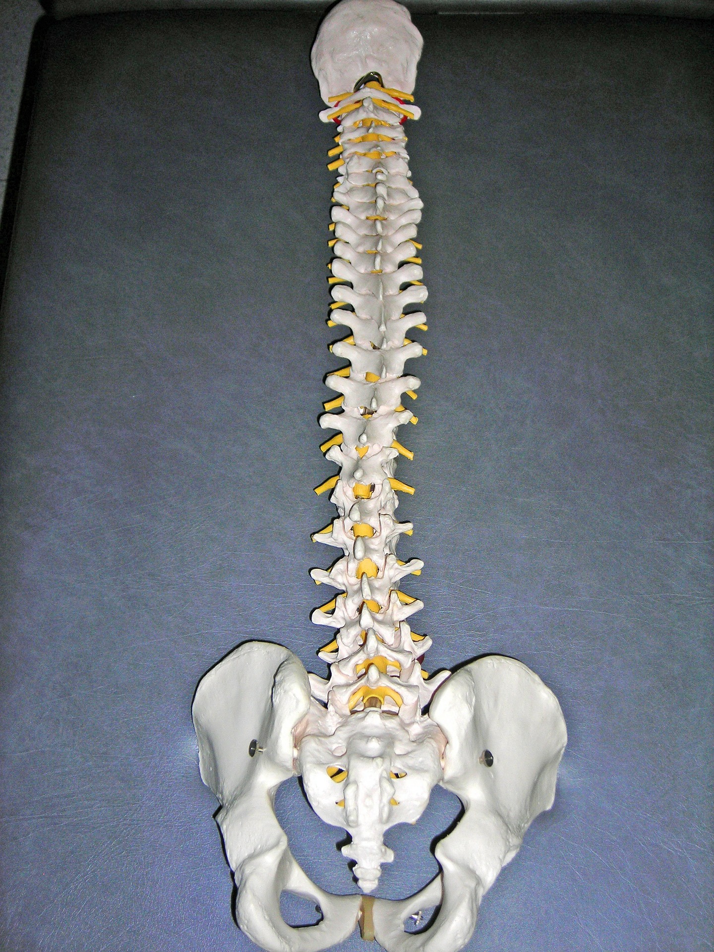 Steibein - Anatomie, Funktion, Beschwerden Krank.de