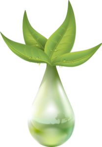 extraktion, pflanze, flüssigkeit, tropfen von wasser, blatt, green, natur dilution, trituration, homöopathische Urtinktur Tinktur Heilpflanzen, homöopathie heilkräuter