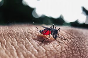 Dengue Fieber, Dengue-Fieber, Mücke, Mückenstich, Insekt, Blut, Blutsauger
