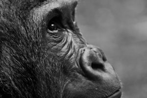 gorilla , affe , tier , übersicht , pelzig , porträt , zoo , tierpark hellabrunn , 4k tapete ebola