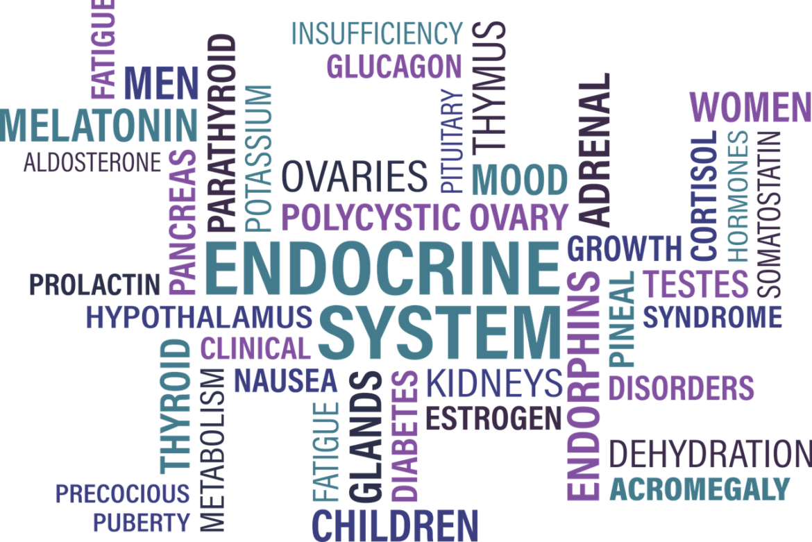 Endokrine Syndrome Ursachen, Symptome, Diagnose & Behandlung » Krank.de