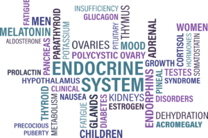 schilddrüse , endokrin , diabetes , drüse , syndrom , krankheit , krebs , müdigkeit , ovarien , eierstock , thymus , hirnanhangsdrüse , nebennieren , bauchspeicheldrüse , Endokrines System, Endokrine Syndrome