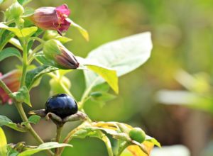 tollkirsche , atropa belladonna , pflanze , blüten , beere , strauch , natur , zweige , kirsche , flora , schwarz , gewächs , nachtschattengewächs , schwarze tollkirsche , knospen , giftig