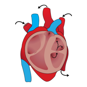 herz kreislauf , herz , blutfluss , anatomie , biologie , herz-kreislauf-system , sauerstoff-reiches blut , cardio , system , grafik , menschliche , Herz-Kreislauf-Erkrankungen