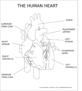 herz , ventrikel , orgel , menschliche , anatomie , medizinische , medizin , diagnose , herzschlag , puls , arterie , venen