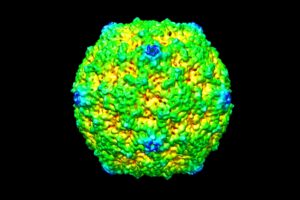 mensch picornavirus b3 , virus , menschliche , rna , 3d , medizinische , krankheit , infektion , medizin , wissenschaftliche , virale , gesundheit , wissenschaft , biologie , mikroskopische, RNA norovirus
