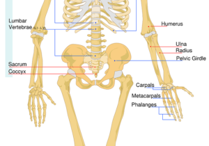 skelett , bezeichnung , arbeitsblatt , system , medizinische , knochen , biologie , anatomie , modell , wissenschaft , diagramm , gesundheit , anatomische, oberschenkel, hüfte, becken, femur