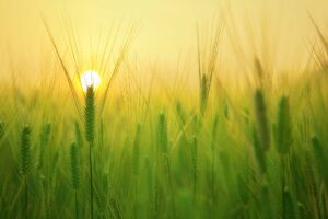 gerstenfeld , weizen , ernte , sonnenaufgang , morgen , landschaft , schöne , tapete , natur , wachstum, Gerstengras