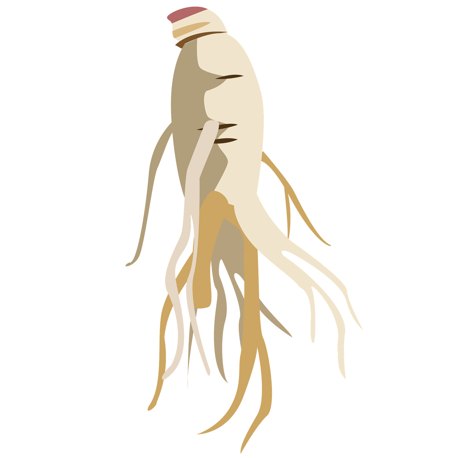 ginseng , sansam , natur , ernährung , medizin , chinesischen medizin , tcm , essen , abhilfe , eines der mitglieder