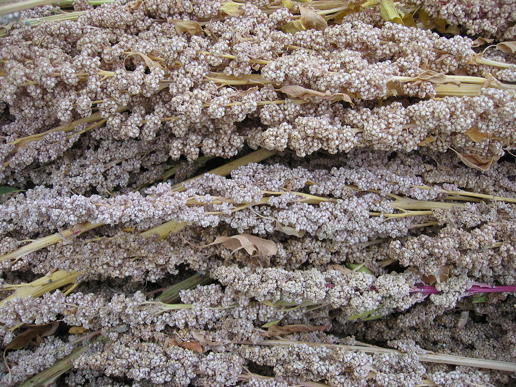 Quinoa - Wissenswertes, Nährwerte, Allergien & Zubereitung » Krank.de