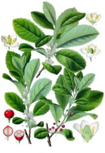 Mate-Strauch (Ilex paraguariensis), auch Matebaum