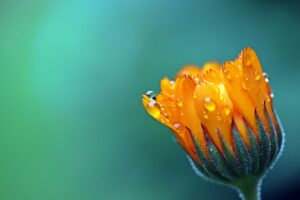heilwirkung ringelblume , calendula , orange , blüte , sich öffnende knospe , garten-ringelblume , korbblütler , regentropfen , nach regenschauer , tropfen , nass , heilpflanze , sommerblume , pflanze , nahaufnahme ,
