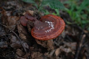 Die Knochen stärken mit Heilpilzen , polypore , halterung , ganoderma , arten , pilze , basidiomyceten , regal , brown , südafrika , pilz , bäume , im freien , holz , toten , gurke , stamm , verfall , weiß-rot , rot , arzneimittel , bioremediation , medizin , wirtschaftlich wichtig , deckblatt , braun medizin , medizinischer pilz , berg , sommer , natur , see , im freien , abenteuer , korea , heilpilze