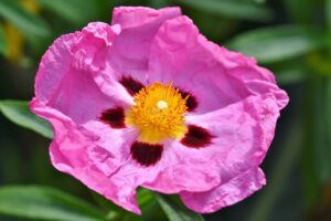 purpur-zistrose , blüte , busch , frühling , blühen , strauch , blütenblätter , pink , blütenstrauch , blütenstempel , pflanze , natur , Kretische Zistrose , Cistus creticus), , Graubehaarte Zistrose , Cistus Incanus