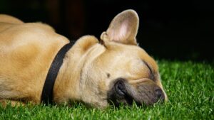 französische bulldogge , hund , schlafend , entspannt , draußen , rasen , schnauze , ohren , halsband , augen , fell , beige , grün , haustier , niedlich , süß , treuer freund , liebe , lebensstil , hundeportrait , tierportrait , rasse , gesicht , nahaufnahme , , kokosöl für hunde fell