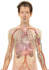  anatomie , mann , mensch , körper , haut , organe , schema , biologie , lehre , menschen , wissenschaft , medizin , krankenpflege , transplantation , Organtransplantation