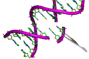 Gentherapie, DNA, Genom, Chromosome, Genome editing, CRISPR Cas9, Genschere