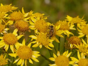 arnika , arnica montana , heilpflanze , blume , blüte , pflanze , flora , gelb, Heilpflanze, Heilkraut, Bergwohlverleih, Echte Arnika, 