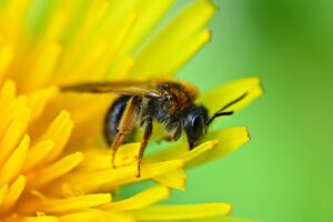 biene , insekt , tier , bein , flügel , kopf , löwenzahn , blume , bestäubung , fütterung , honig , nektar , frühlingszeit ,