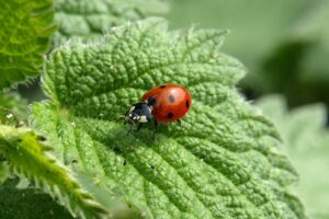 insekt , käfer , marienkäfer , marienkäfer käfer , tier , brennnessel-blätter , pflanze , tierwelt , flora , natur , nahaufnahme , Brennnessel , Urtica
