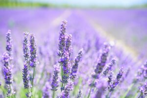  lavendel , blumen , feld , blüte , pflanze , flora , aromatischen , duft , lavendelblüte , lavendelfeld , lavendel anbau , lavendula , lamiaceae , duftende pflanze , heilpflanze , duftend , garten blumen , kräuter , lavendel wiese , sommer , garten , natur ,