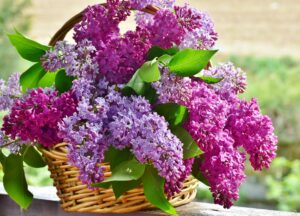  flieder , blumenkorb , blumen , pflanze , natur , lavendel , floral , blühend , blumenstrauß , blütenblatt , saison , frühling , gesteck , duft , blüte , lila , muttertag , wohlriechend , filigran , violett , blütentraum ,