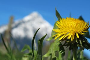 löwenzahn , natur , blume , frühling , sommer , blüten , gelb ,, heilpflanze, heilkraut , berge, schnee, frühling