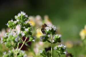 oregano , gewürz , heilpflanze, heilkraut, grün , aromatisch , duftend , küchengewürz , kraut , pflanze , getrocknet , zutat , kochen , mediterran , origanum vulgare , heilpflanze , aroma , italienisch , griechisch, biene, insekt