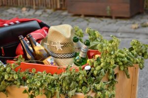 Humulus lupulus, Echter Hopfen, Bier Heilpflanze, Heilkräuter, Schlafstörungen, Zapfen, Dolden, Blätter, leiterwagen , bier , bierflaschen , hopfen , ausflug , bier trinken , männerausflug , sommer , holledau , hallertau , bayern , brauen , grün , hopfendolde , landwirtschaft , natur , ernte , kletterpflanze , hopfenfrüchte , dolden , pflanze , zupfen , dekoration , echter hopfen , blüte , bierbrauen , ähre , blätter ,