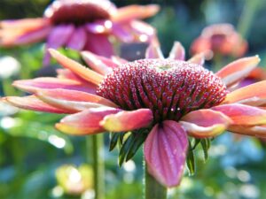  Sonnenhut, Heilpflanze, Heilkraut, Blüte, Blume, Arznei, Naturheilkunde, Phytopharmaka